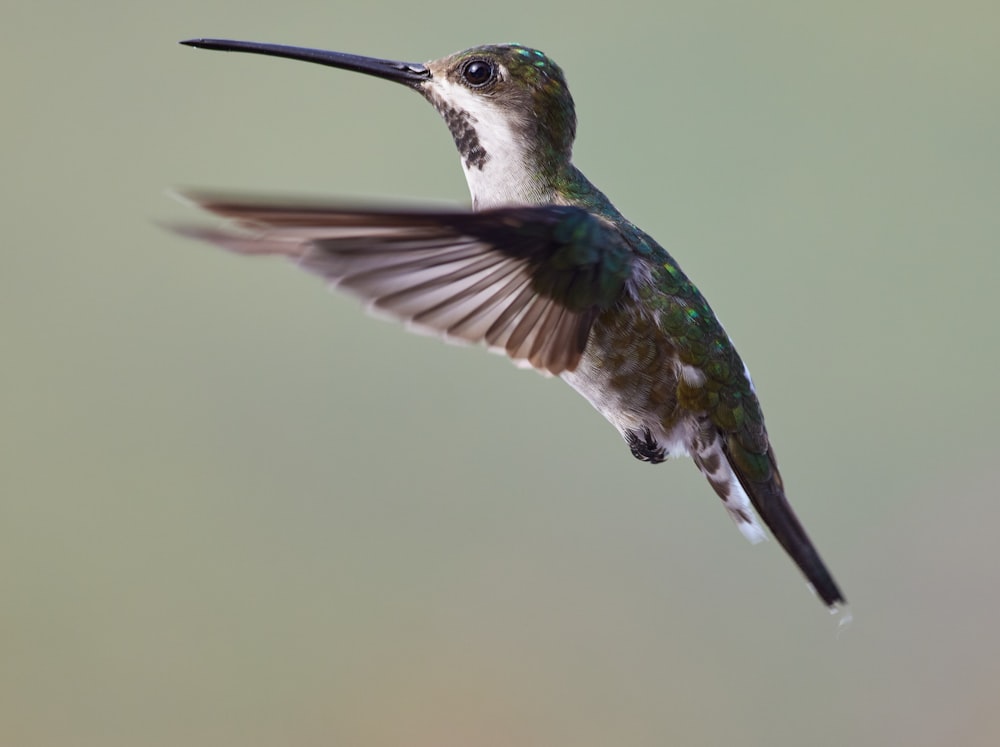 green and brown humming bird flying