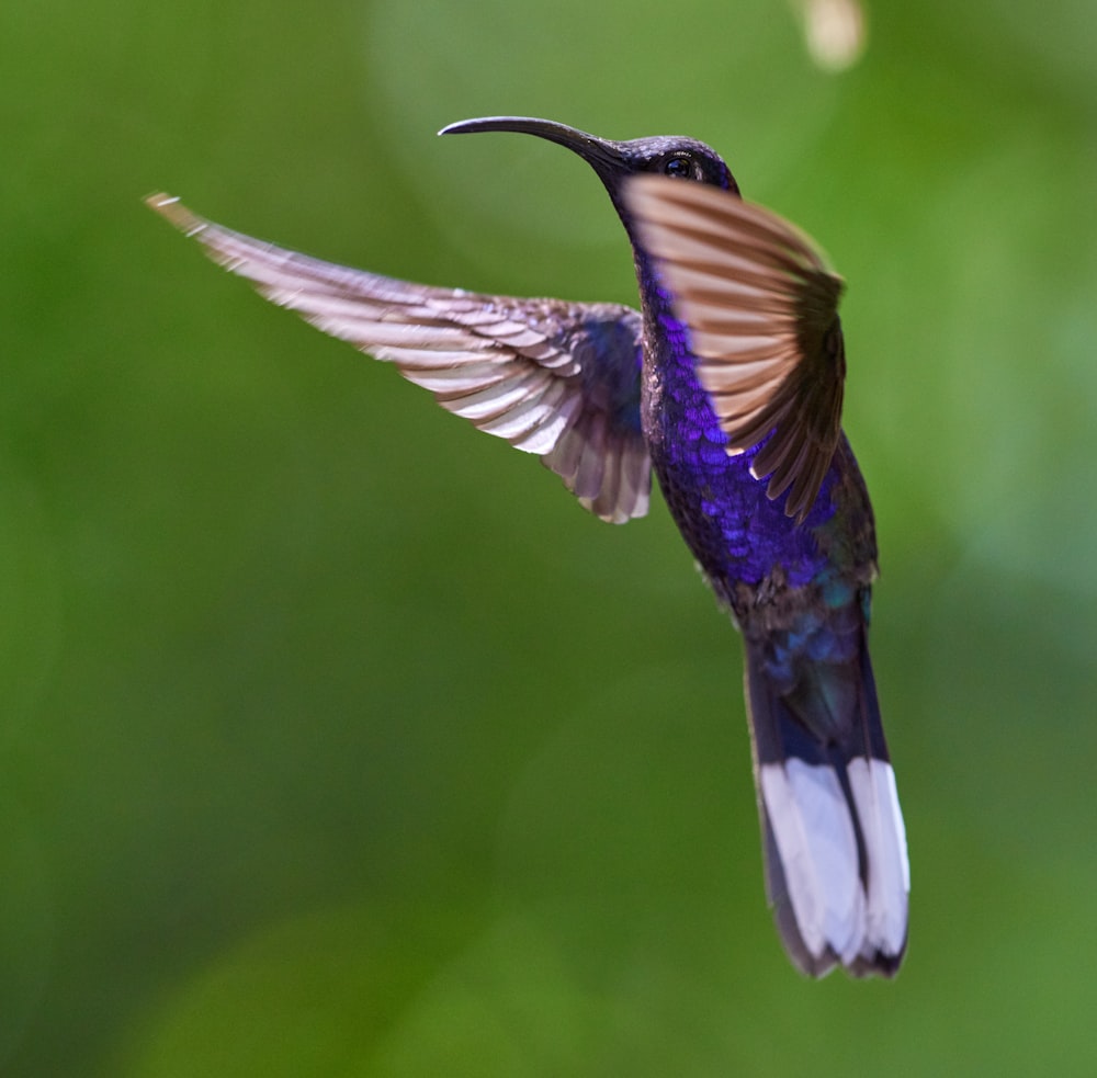 blue and green humming bird