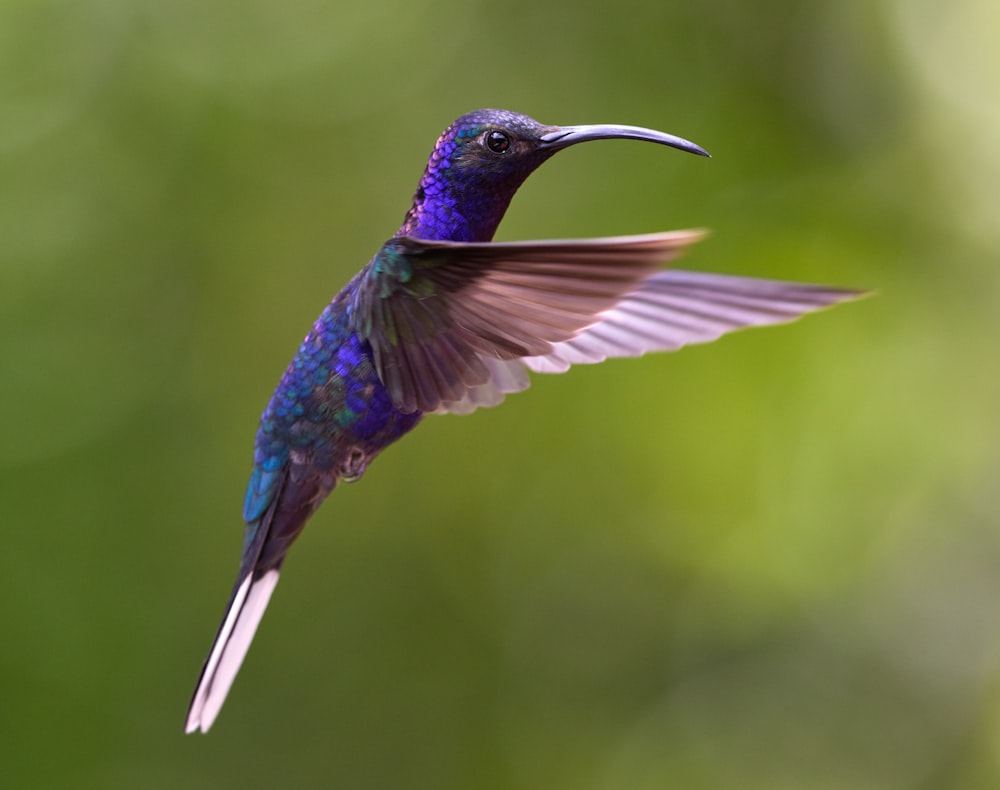 blue and green humming bird flying during daytime