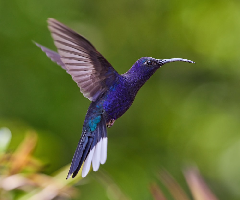 blue and green humming bird flying during daytime