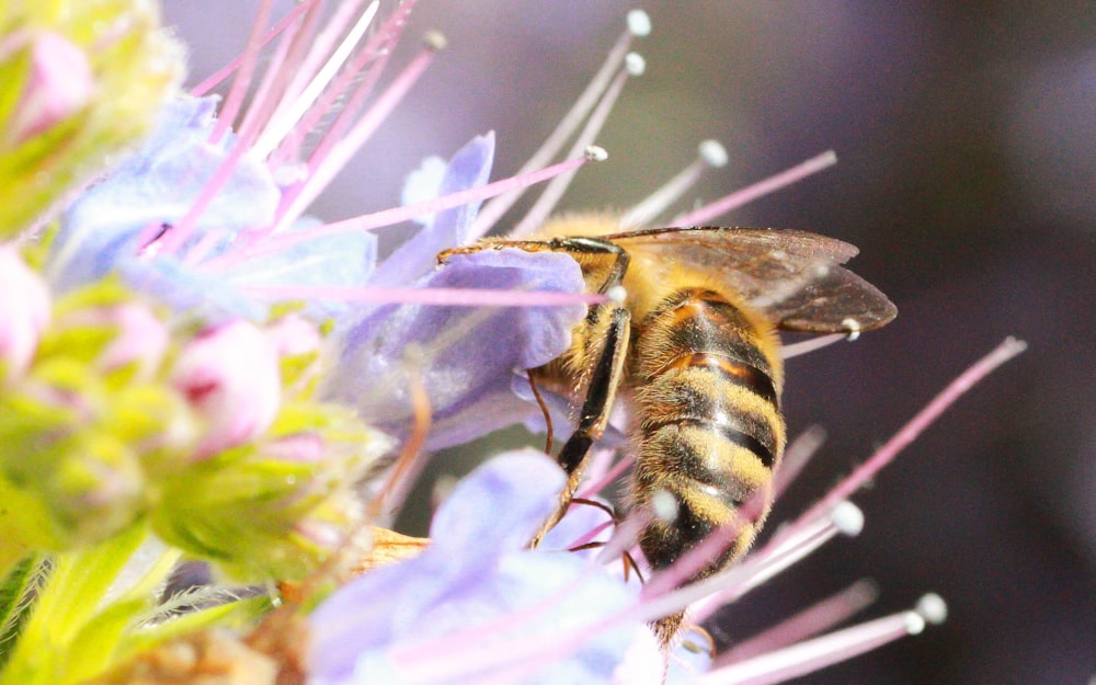 honeybee perched on purple flower in close up photography during daytime