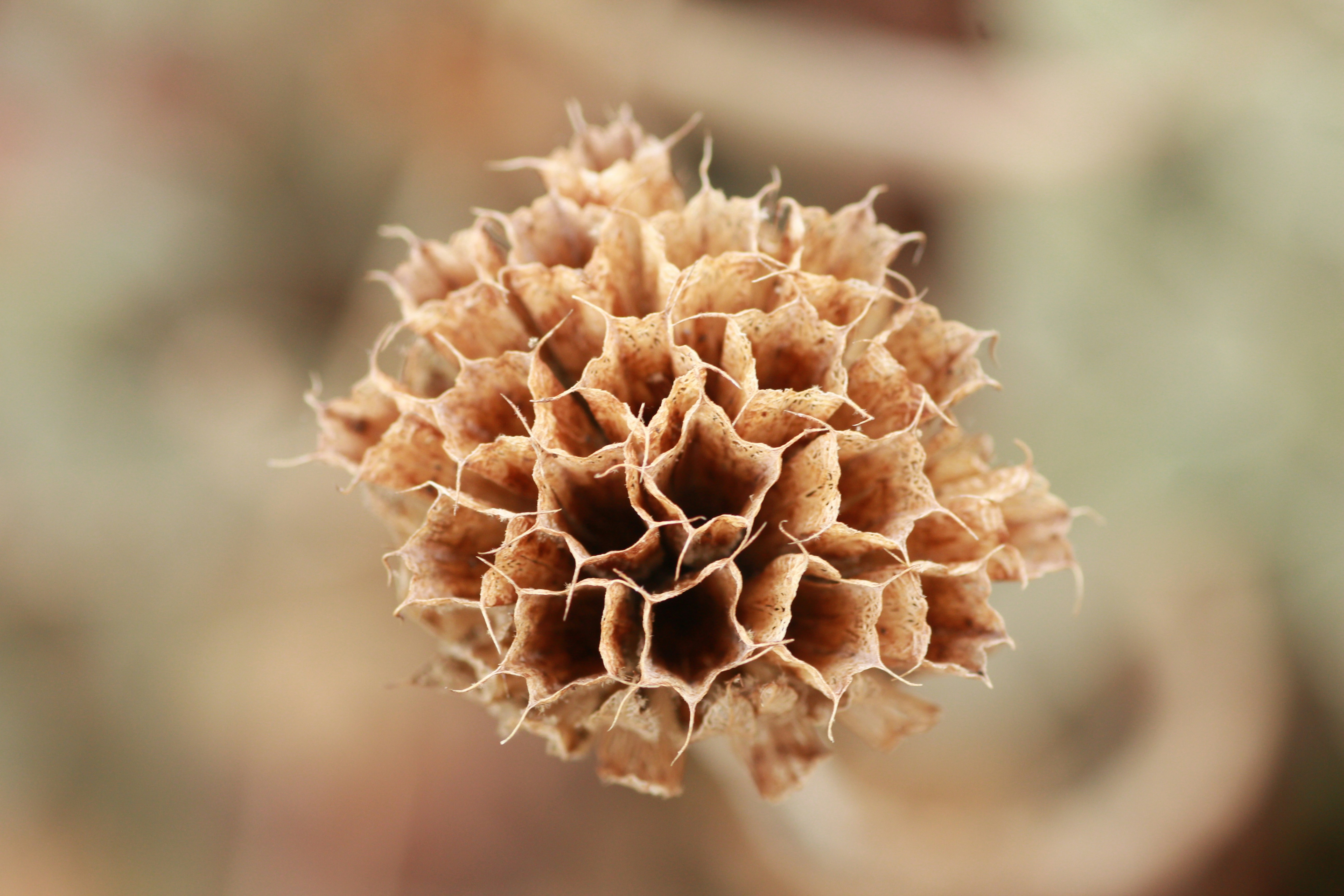 brown flower in tilt shift lens