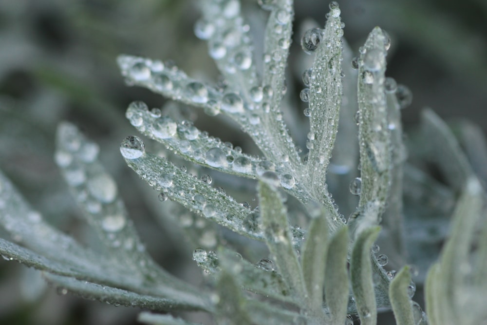 green plant with water droplets