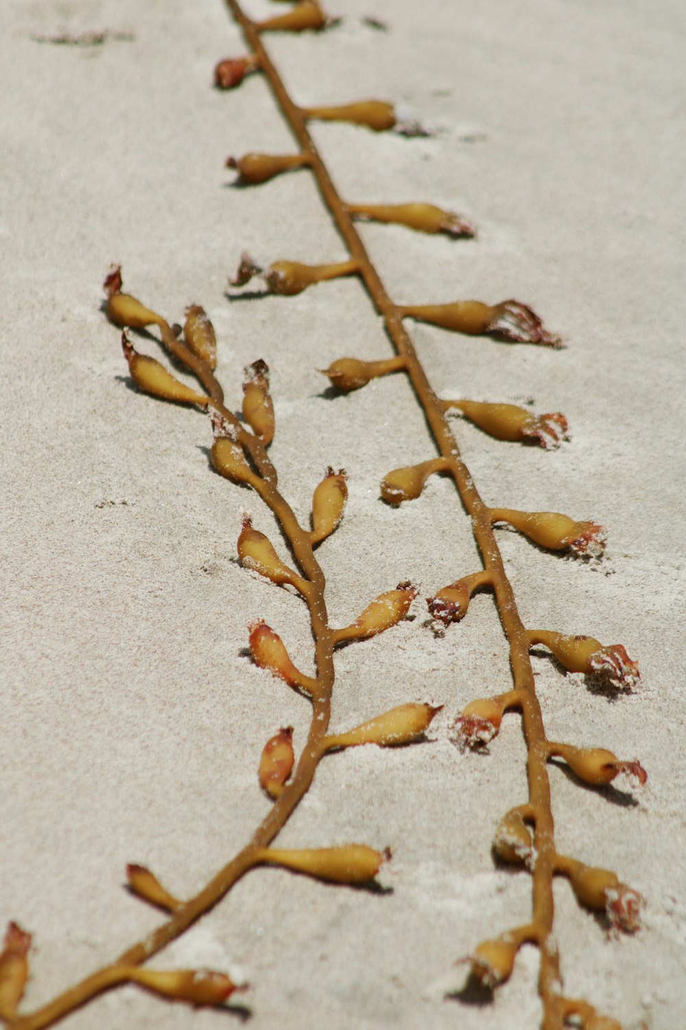 braune Blätter auf weißem Sand