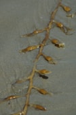 A strand of brown seaweed with bulbous pods lies on wet sand. The seaweed appears glossy from the moisture, and the sand has a smooth texture with shallow watermarks around the seaweed.