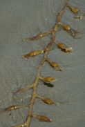 A strand of brown seaweed with bulbous pods lies on wet sand. The seaweed appears glossy from the moisture, and the sand has a smooth texture with shallow watermarks around the seaweed.