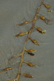 A strand of brown seaweed with bulbous pods lies on wet sand. The seaweed appears glossy from the moisture, and the sand has a smooth texture with shallow watermarks around the seaweed.