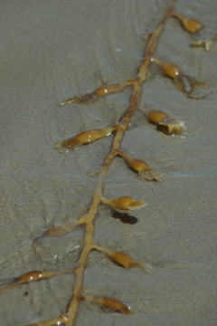 A strand of brown seaweed with bulbous pods lies on wet sand. The seaweed appears glossy from the moisture, and the sand has a smooth texture with shallow watermarks around the seaweed.