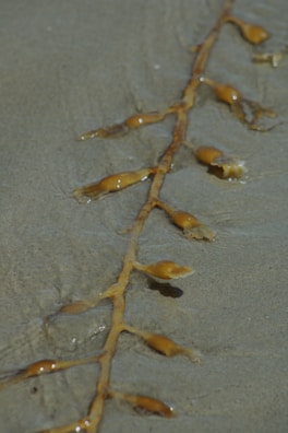 A strand of brown seaweed with bulbous pods lies on wet sand. The seaweed appears glossy from the moisture, and the sand has a smooth texture with shallow watermarks around the seaweed.