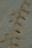 A strand of brown seaweed with bulbous pods lies on wet sand. The seaweed appears glossy from the moisture, and the sand has a smooth texture with shallow watermarks around the seaweed.