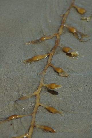 A strand of brown seaweed with bulbous pods lies on wet sand. The seaweed appears glossy from the moisture, and the sand has a smooth texture with shallow watermarks around the seaweed.