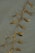 A strand of brown seaweed with bulbous pods lies on wet sand. The seaweed appears glossy from the moisture, and the sand has a smooth texture with shallow watermarks around the seaweed.