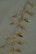 A strand of brown seaweed with bulbous pods lies on wet sand. The seaweed appears glossy from the moisture, and the sand has a smooth texture with shallow watermarks around the seaweed.
