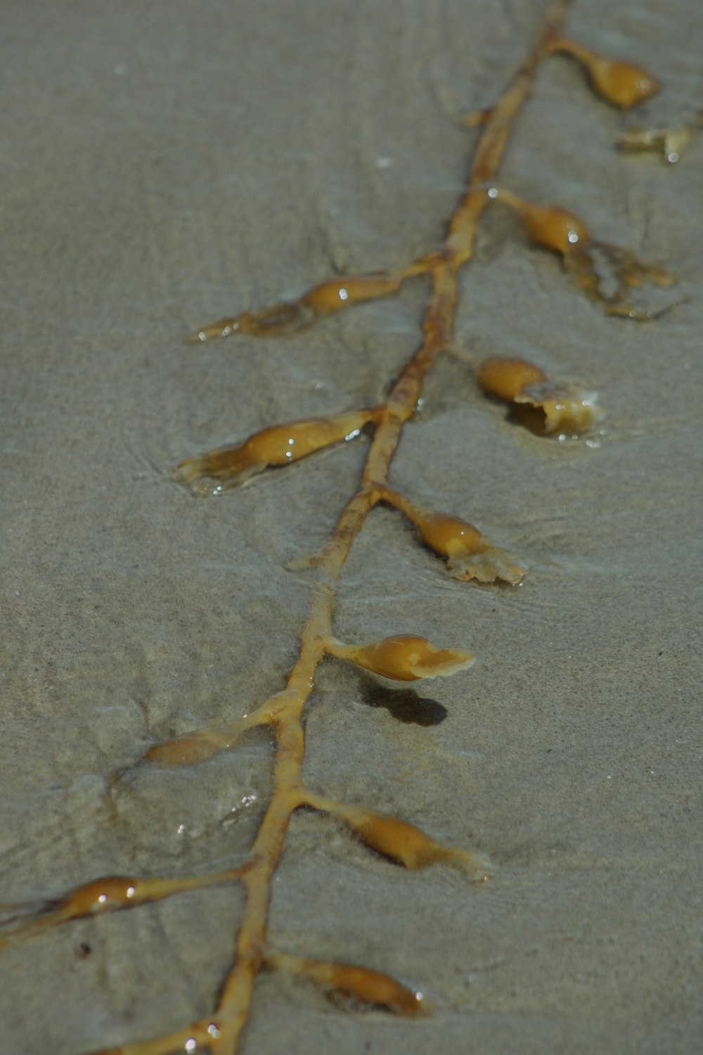 brown leaves on gray sand