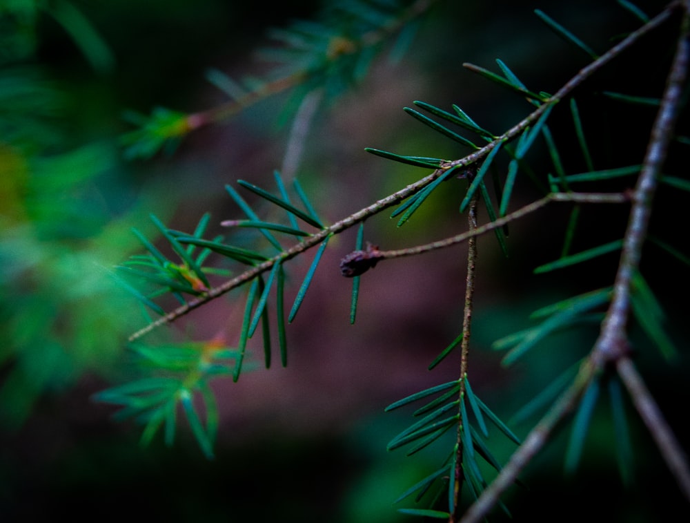 green leaf plant in close up photography