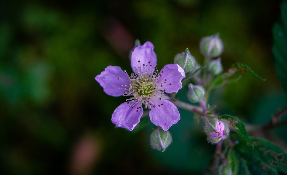 flor púrpura en lente de cambio de inclinación