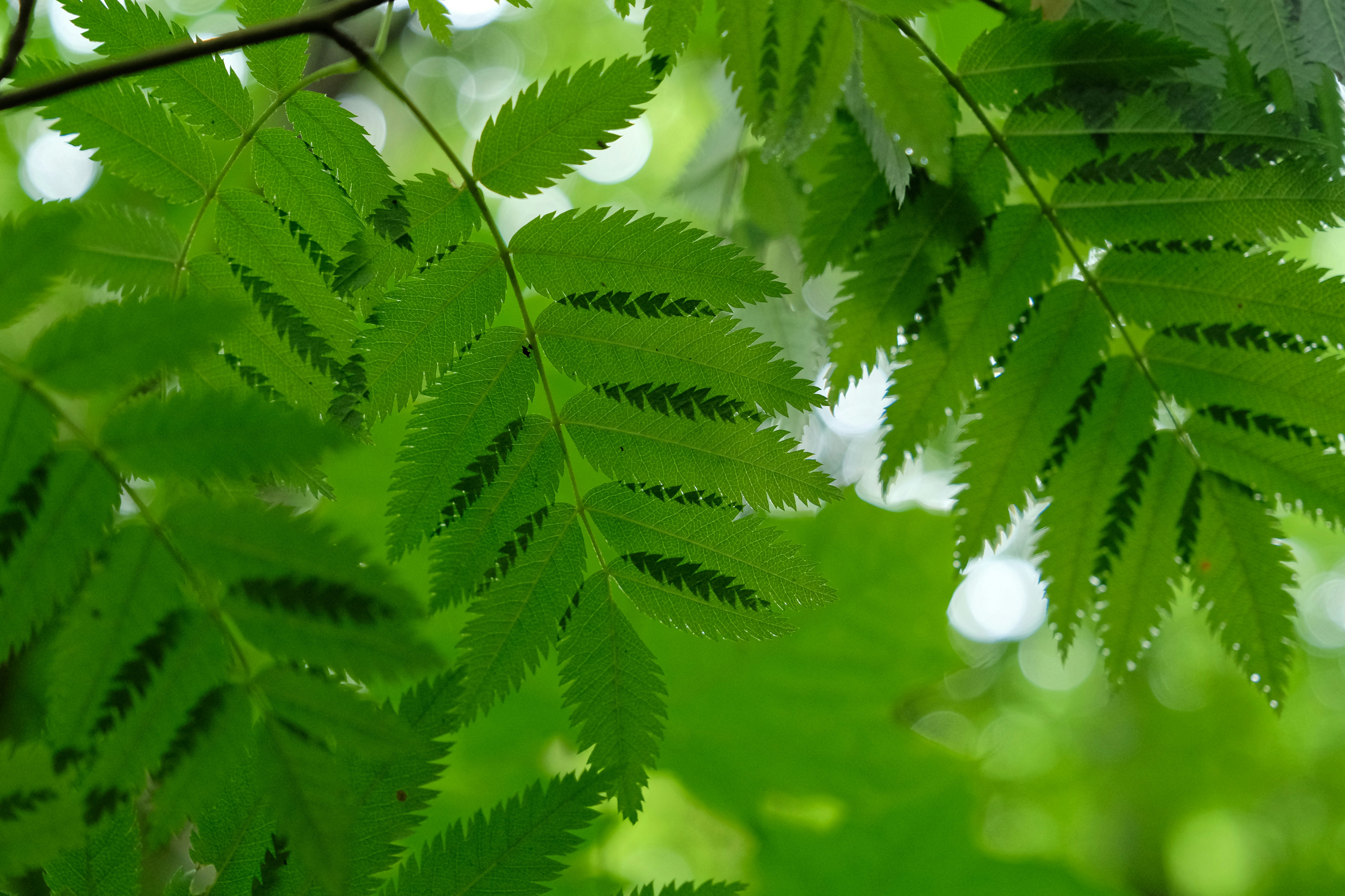 Photo by herrherrmann