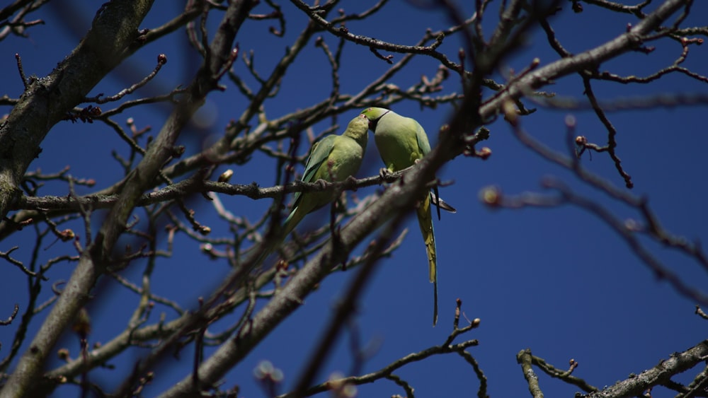 pájaro verde en la rama marrón del árbol durante el día