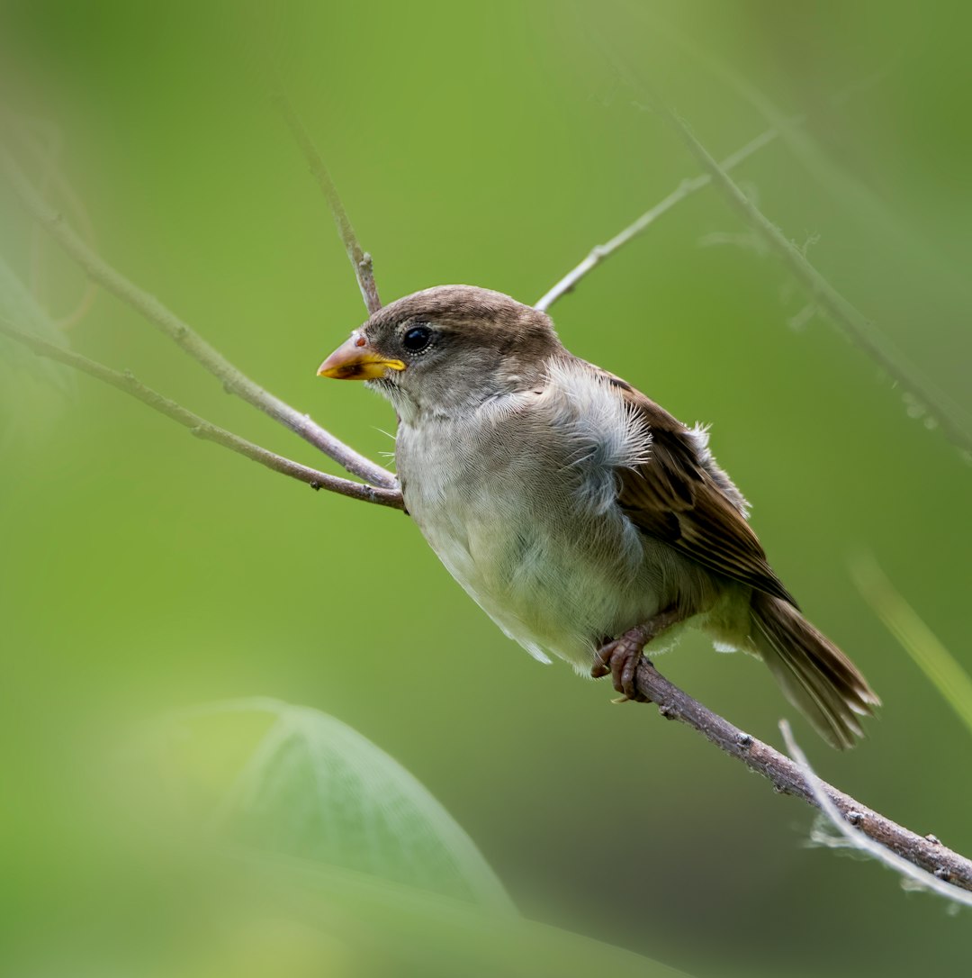 white and brown bird on tree branch