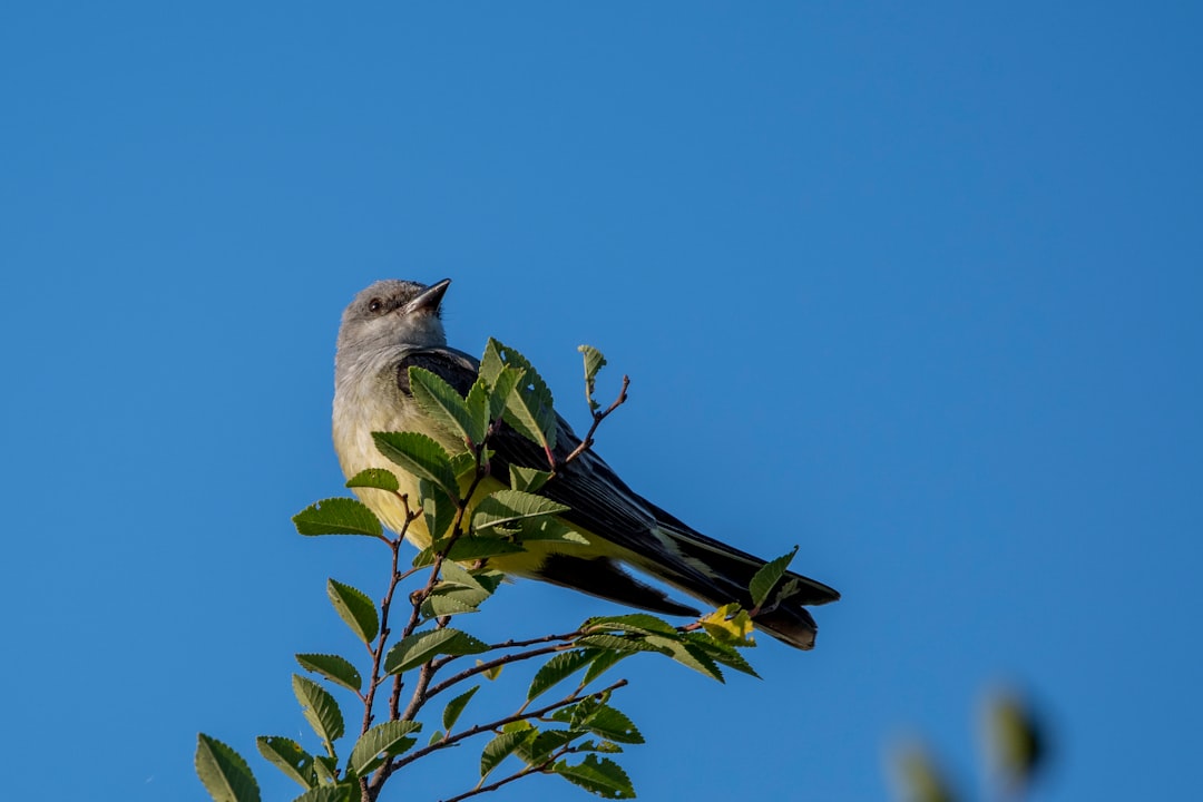 white and gray bird on tree branch during daytime