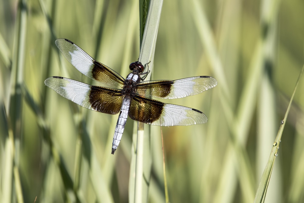 libélula marrom e preta na grama verde durante o dia
