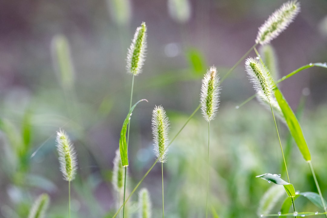 green plant in close up photography