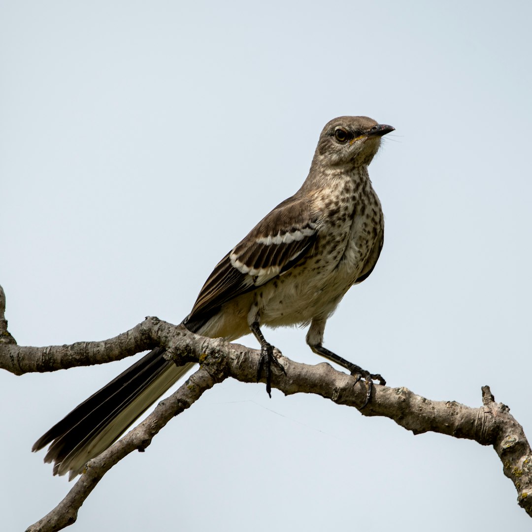 brown bird on brown tree branch