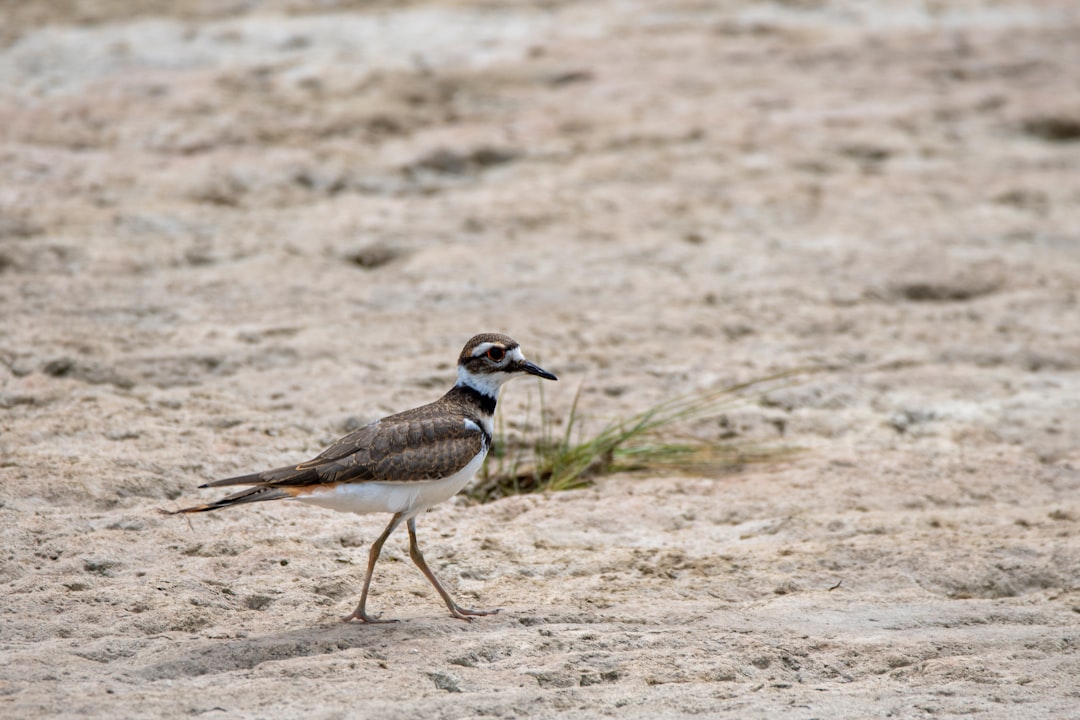 brown and white bird on brown sand during daytime