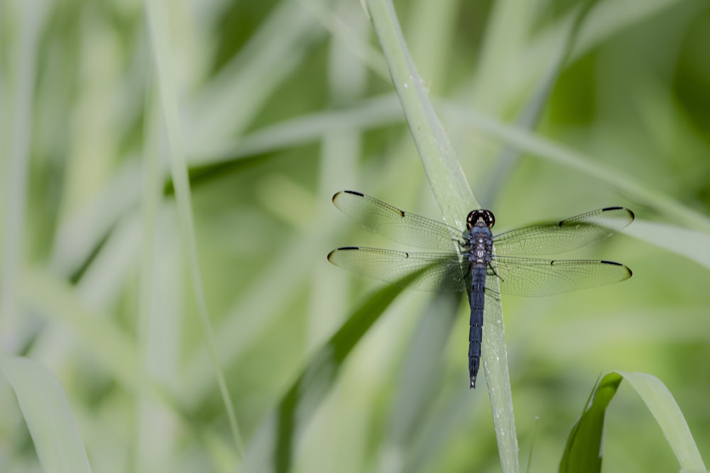 libélula azul e preta na grama verde durante o dia