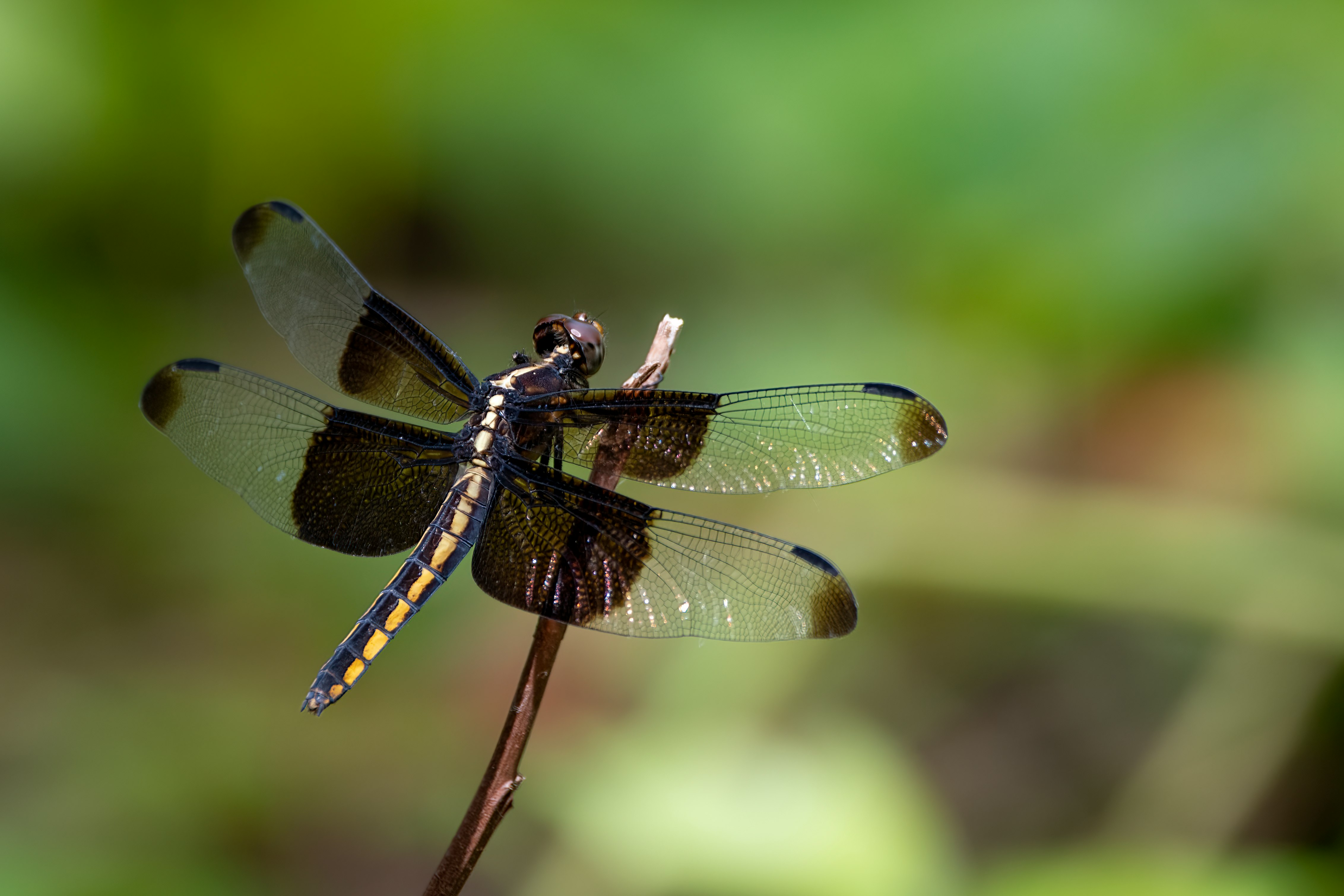 blue and white dragonfly perched on brown stem in tilt shift lens