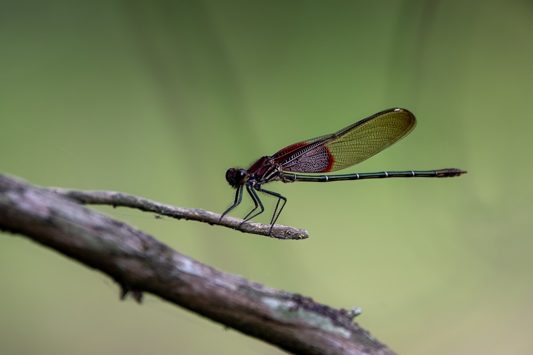 red and black dragonfly perched on brown stem in close up photography during daytime