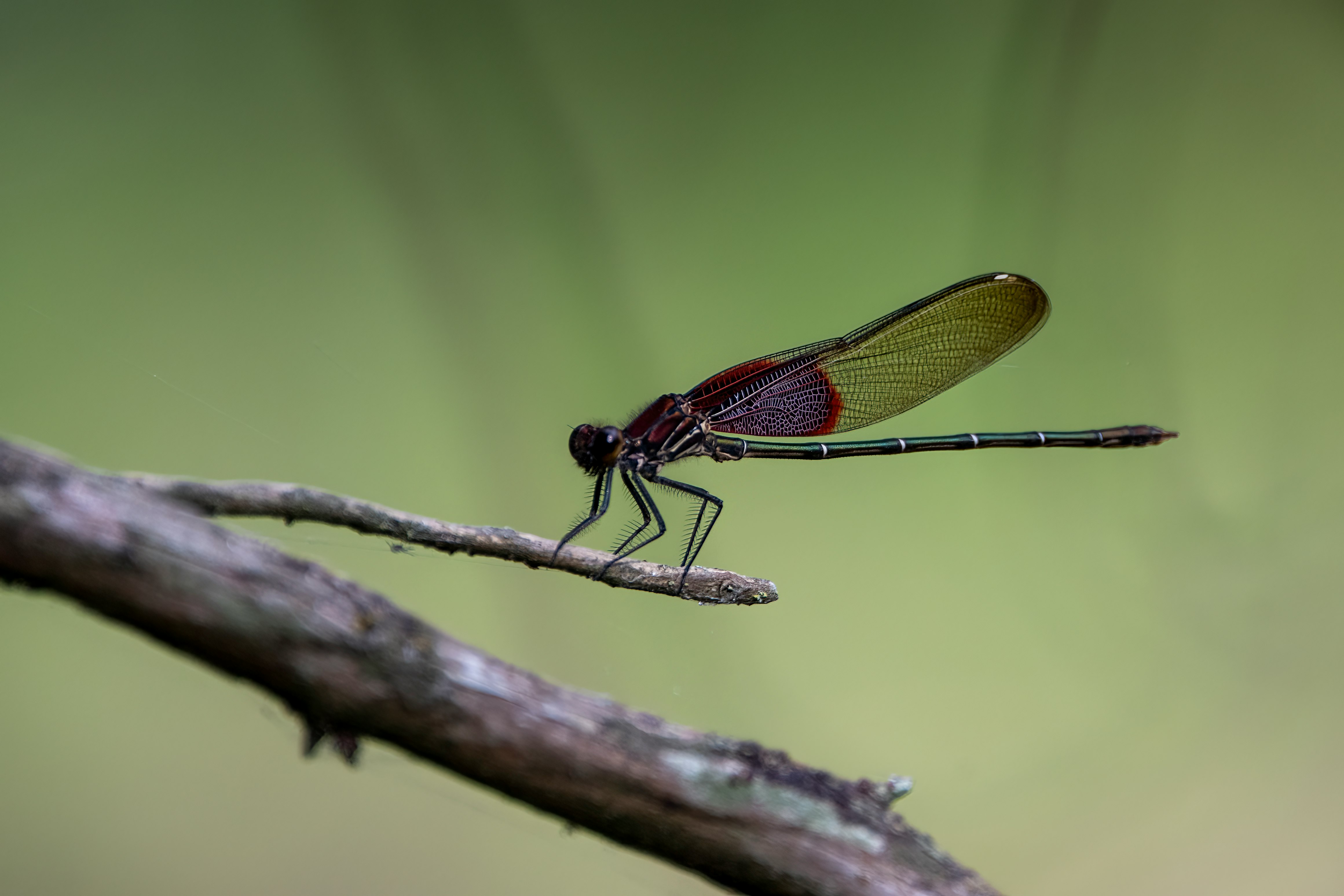 red and black dragonfly perched on brown stem in close up photography during daytime