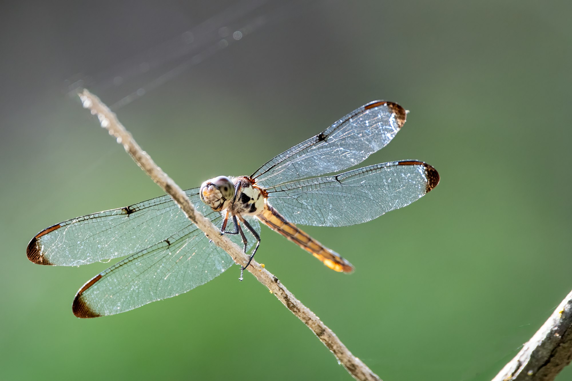 Dragon Fly