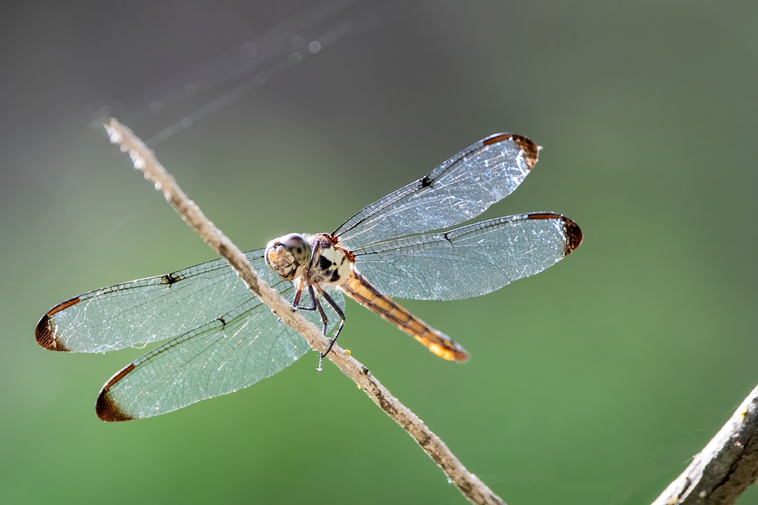 blue and black dragonfly perched on brown stem in close up photography during daytime