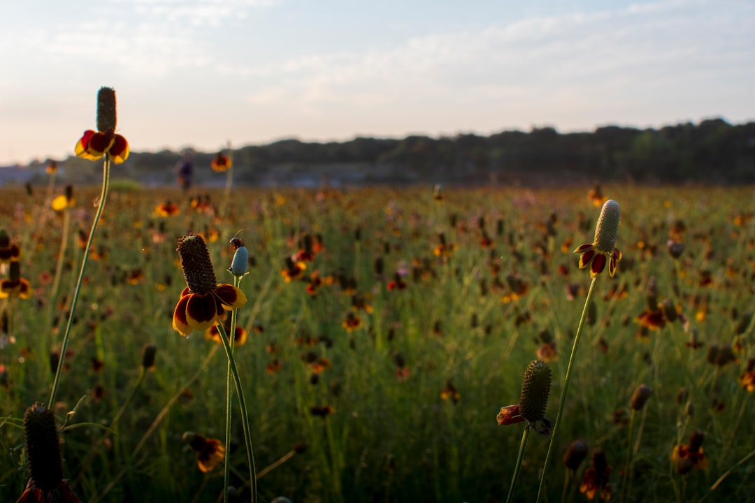 yellow flower field during daytime