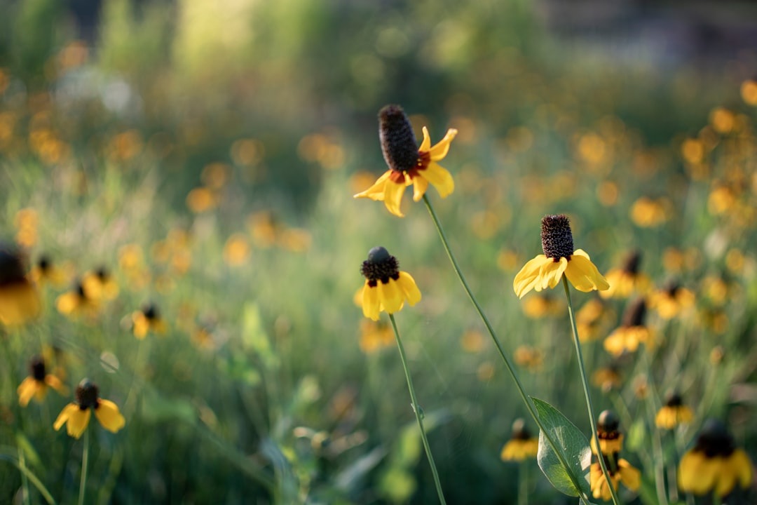 yellow flower with bee on top