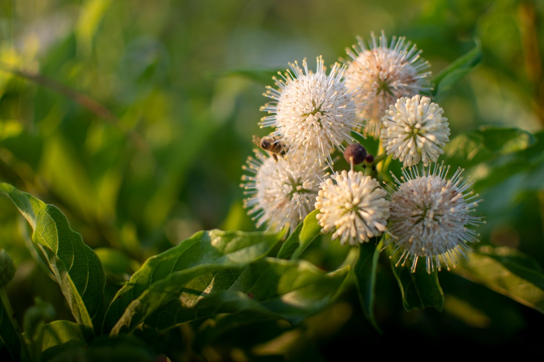 white flower with green leaves