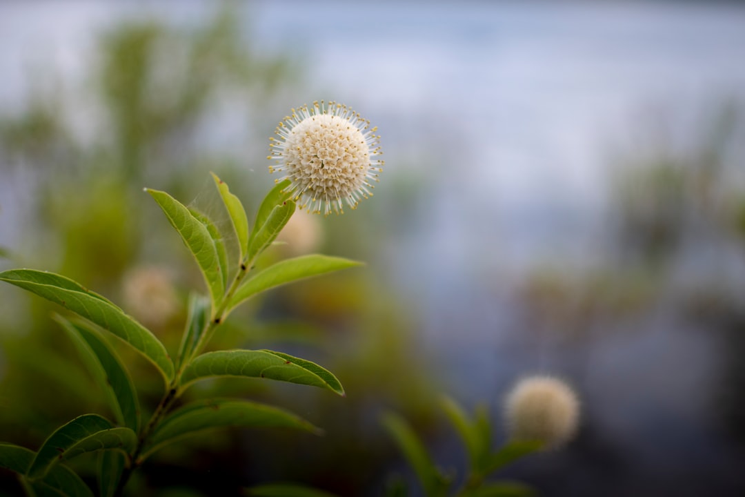 white dandelion in close up photography