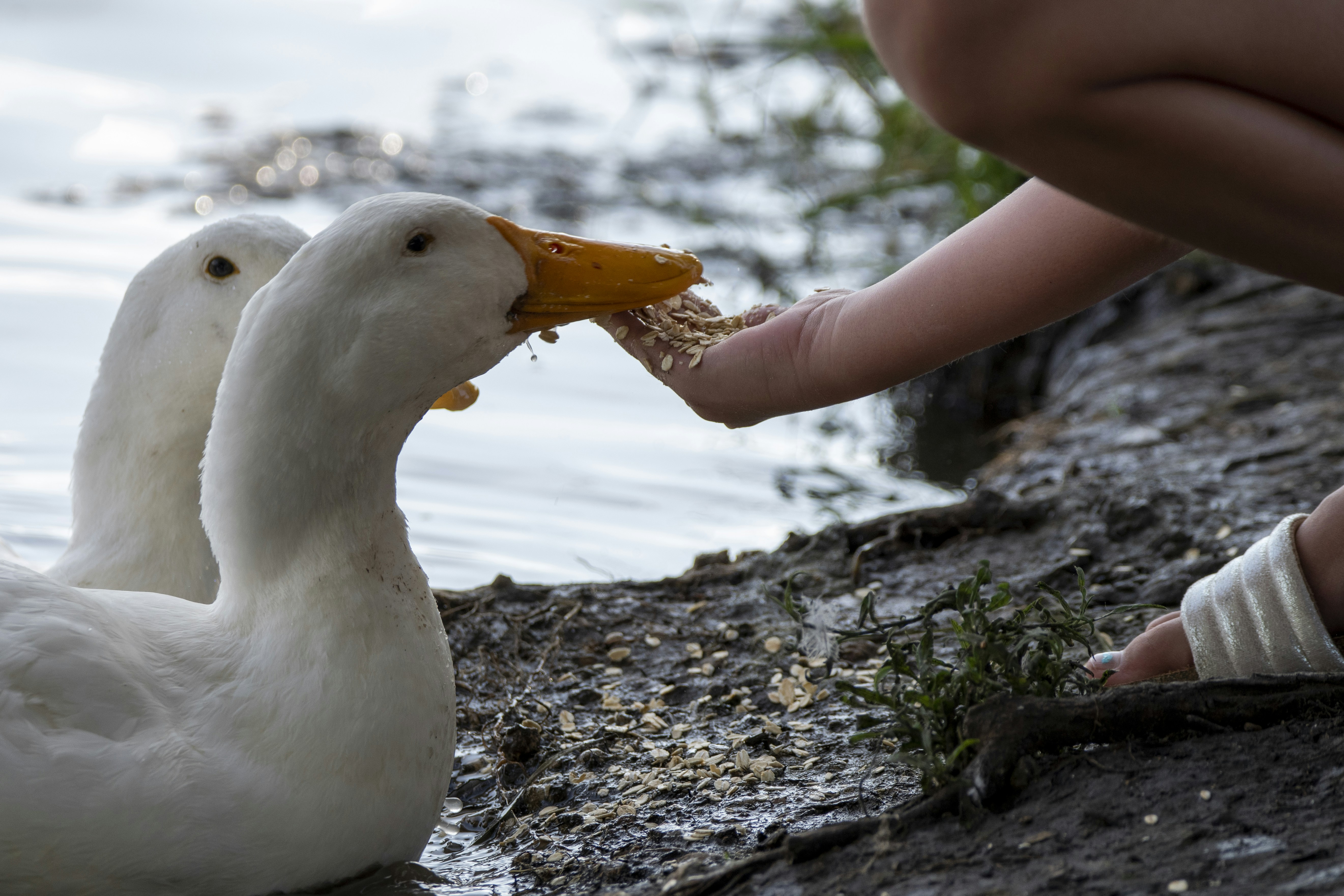 오리가 밥을 먹는 꿈의 의미와 다양한 해석