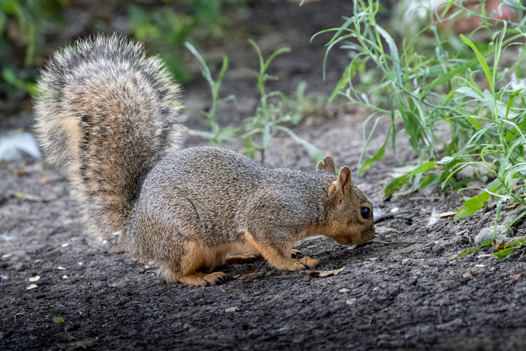 brown squirrel on gray concrete floor