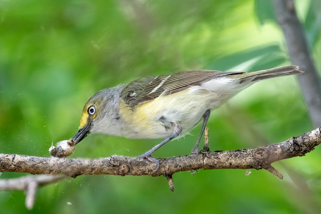 yellow white and gray bird on brown tree branch
