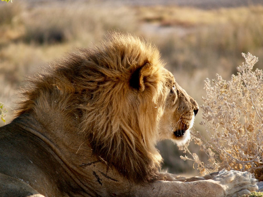 lion lying on brown grass during daytime