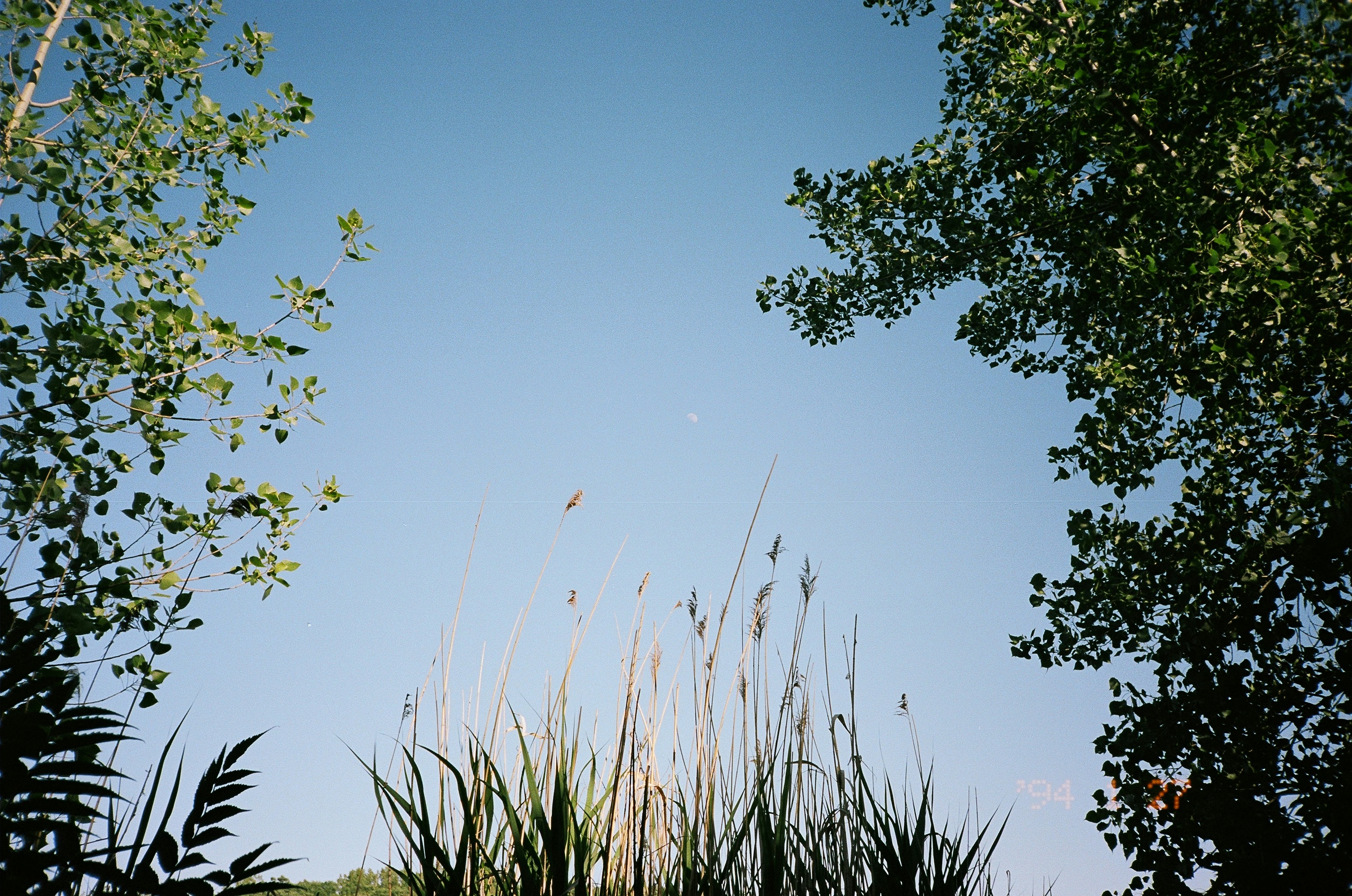 green tree under blue sky during daytime