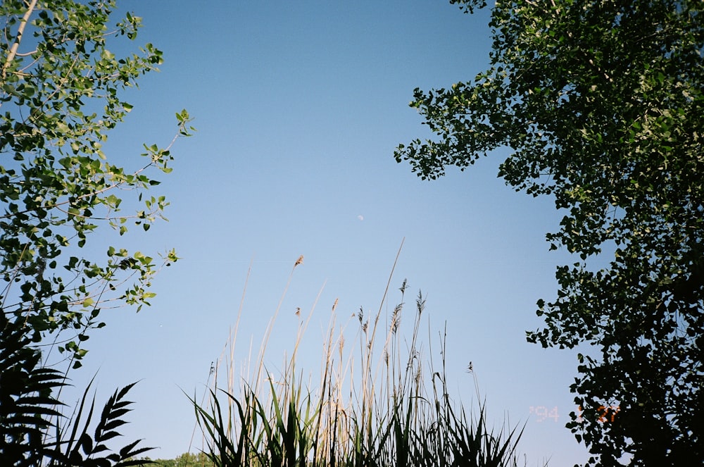 green tree under blue sky during daytime