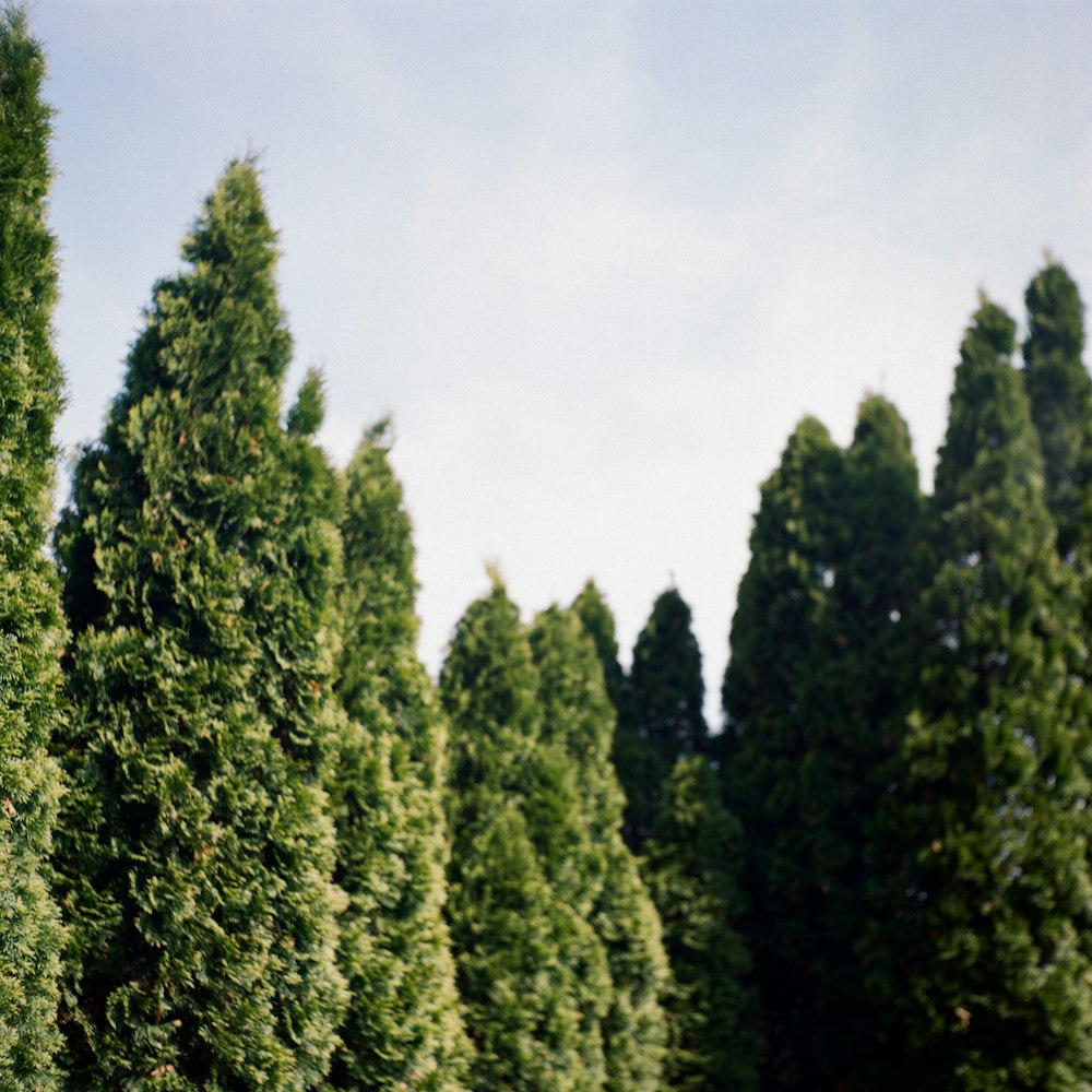 green trees under white clouds during daytime