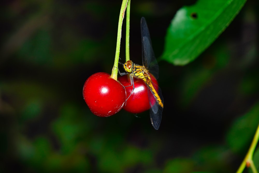 red and yellow flower with green leaves