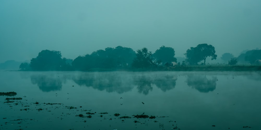 green trees beside body of water during daytime