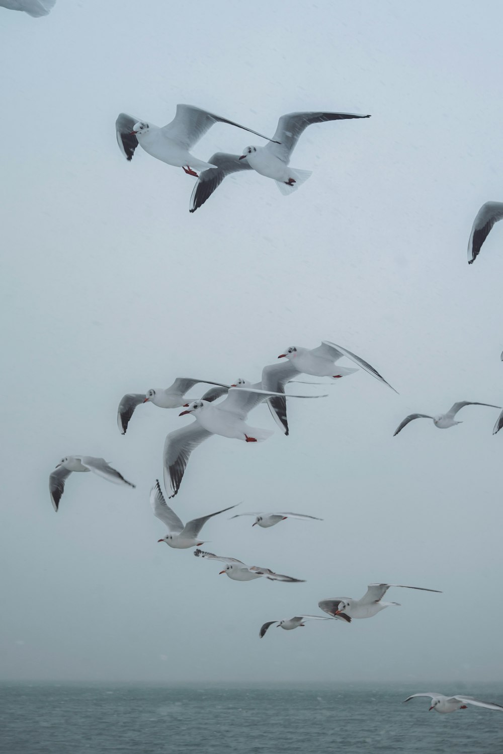 pássaros brancos e pretos voando durante o dia