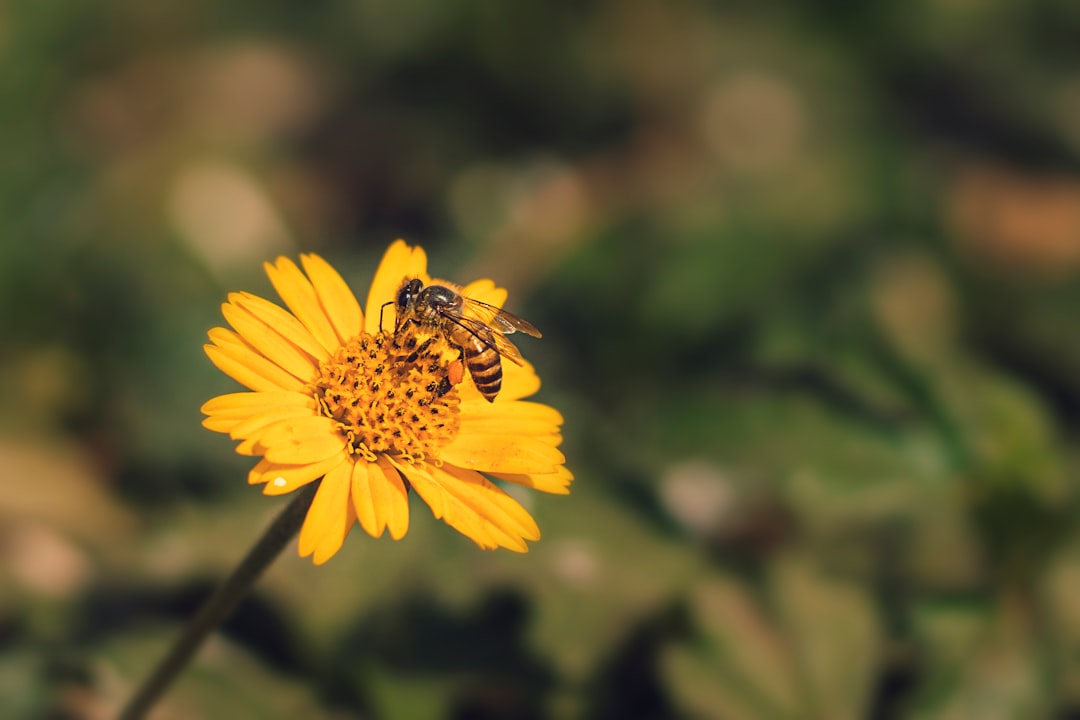 Photo of a bee on top of a yellow wildflower. Photo by Gaurav Kumar on Unsplash