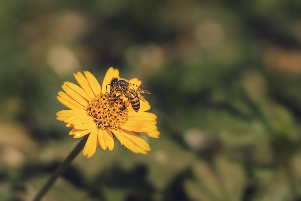 yellow flower with bee on top